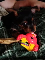 Nova, a female Silky Terrier and Yorkshire Terrier for sale in Hereford, PA – 3 of 8