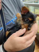 Nova, a female Silky Terrier and Yorkshire Terrier for sale in Hereford, PA – 8 of 8