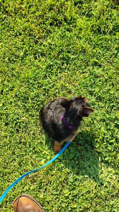 Nova, a female Silky Terrier and Yorkshire Terrier for sale in Hereford, PA – 7 of 8