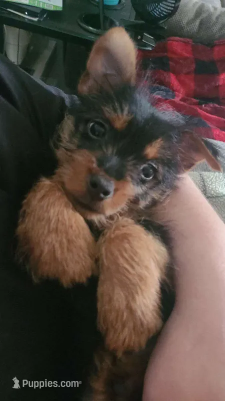 Nova – Silky Terrier, Yorkshire Terrier puppy for sale in Hereford, PA