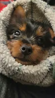 Nova, a female Silky Terrier and Yorkshire Terrier for sale in Hereford, PA – 2 of 8