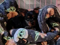 Nova, a female Silky Terrier and Yorkshire Terrier for sale in Hereford, PA – 6 of 8