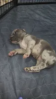Graysee, a female American Bully for sale in Middletown, NY – Photo 3 of 5