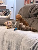 RED Toy Poodle Rose, a female Poodle - Toy  for sale in Tonganoxie, KS – 5 of 10