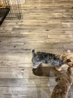 BlackBerry Merle with blue eyes, a female Yorkshire Terrier for sale in Tonganoxie, KS – 4 of 10