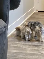 2lb 10oz parti full grown, a female Yorkshire Terrier for sale in Tonganoxie, KS – Photo 5 of 9