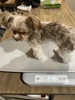 2lb 10oz parti full grown, a female Yorkshire Terrier for sale in Tonganoxie, KS – Photo 7 of 9