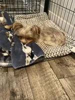 2lb 10oz parti full grown, a female Yorkshire Terrier for sale in Tonganoxie, KS – Photo 9 of 9