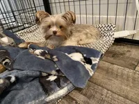 2lb 10oz parti full grown, a female Yorkshire Terrier for sale in Tonganoxie, KS – Photo 2 of 9