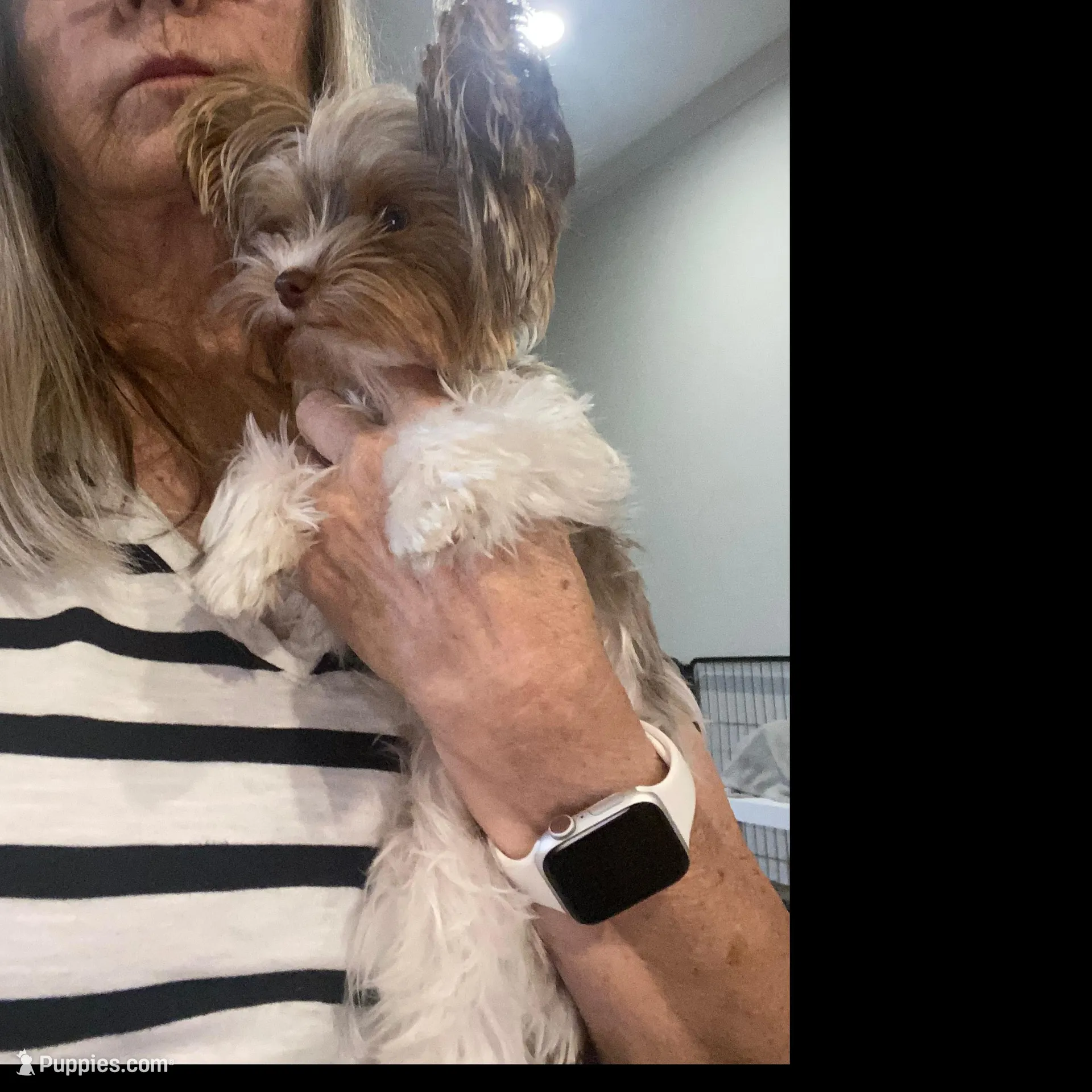 Tiny parti under 3lbs, a female Yorkshire Terrier for sale in Tonganoxie, KS – Photo 2 of 2