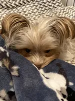 2lb 10oz parti full grown, a female Yorkshire Terrier for sale in Tonganoxie, KS – Photo 6 of 9