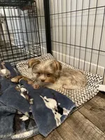 2lb 10oz parti full grown, a female Yorkshire Terrier for sale in Tonganoxie, KS – Photo 8 of 9