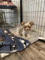 2lb 10oz parti full grown, a female Yorkshire Terrier for sale in Tonganoxie, KS – Photo 1 of 9