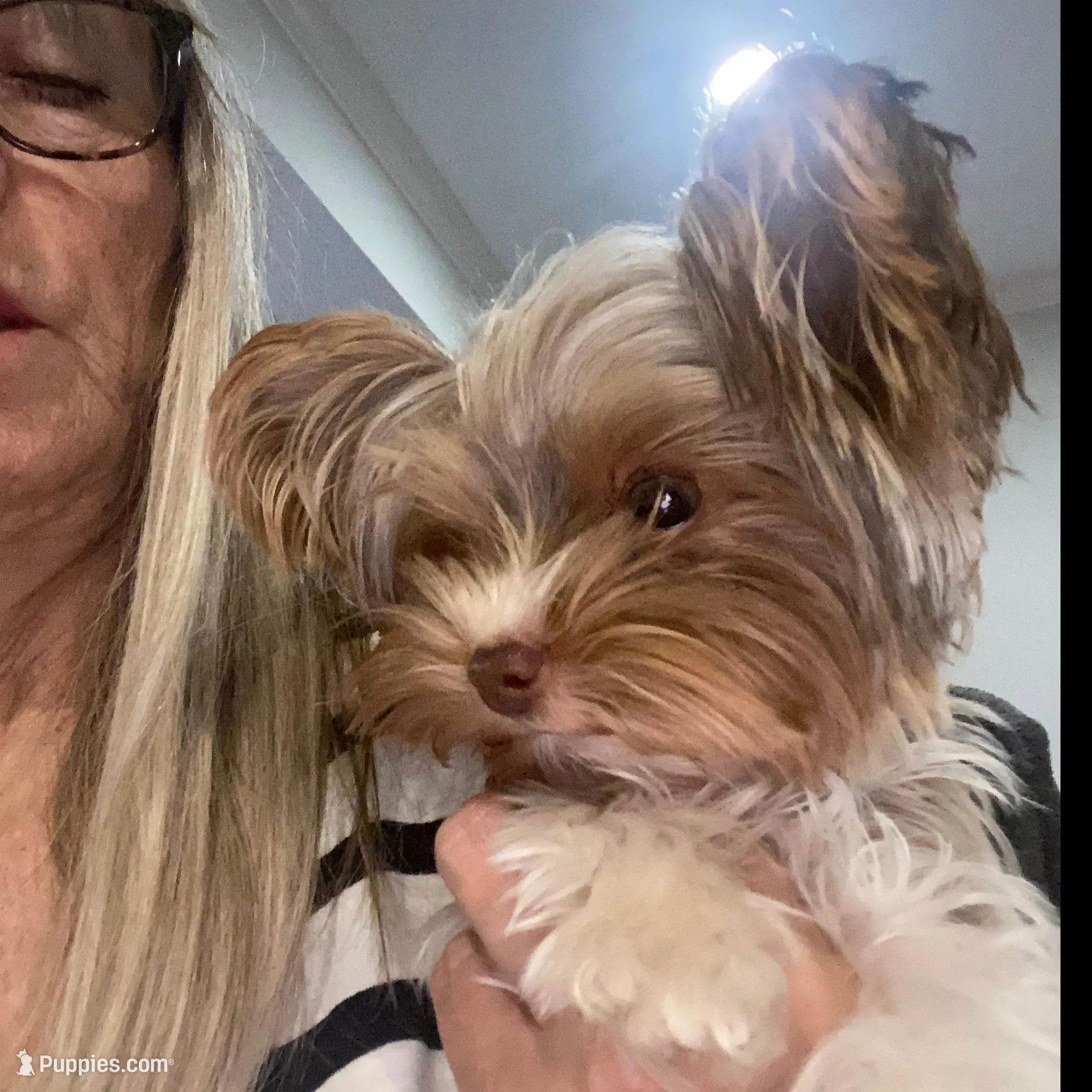 Tiny parti under 3lbs