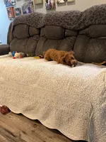 RED Toy Poodle Rose, a female Poodle - Toy  for sale in Tonganoxie, KS – 7 of 10