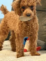 RED Toy Poodle Rose, a female Poodle - Toy  for sale in Tonganoxie, KS – 9 of 10