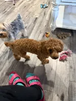 RED Toy Poodle Rose, a female Poodle - Toy  for sale in Tonganoxie, KS – 2 of 10