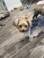 BlackBerry Merle with blue eyes, a female Yorkshire Terrier for sale in Tonganoxie, KS – 5 of 10