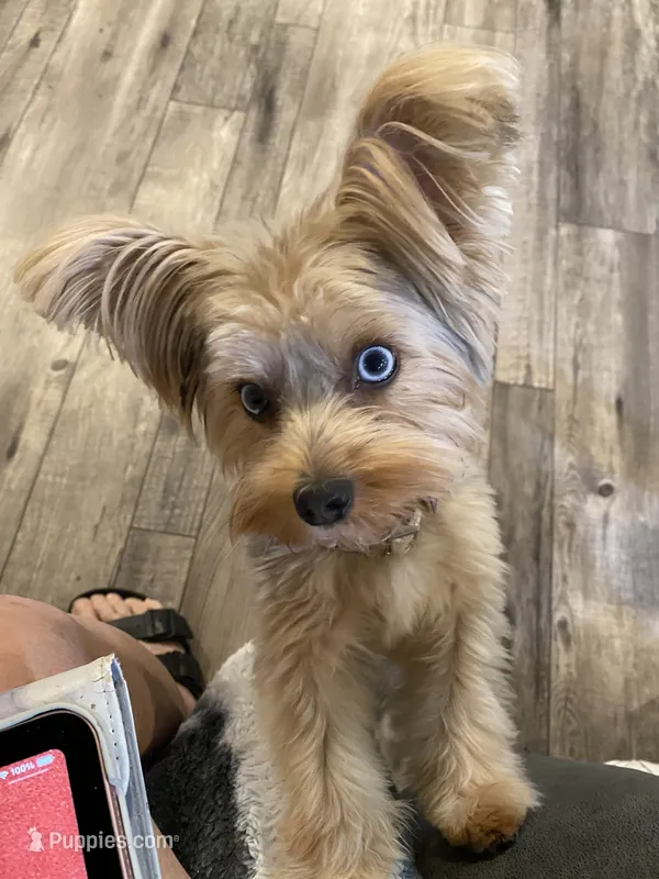 BlackBerry Merle with blue eyes – Yorkshire Terrier puppy for sale in Tonganoxie, KS