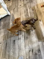 RED Toy Poodle Rose, a female Poodle - Toy  for sale in Tonganoxie, KS – 4 of 10