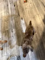 Chocolate Merle Luna, a female Poodle - Toy  for sale in Tonganoxie, KS – 5 of 10