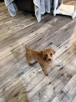 RED Toy Poodle Rose, a female Poodle - Toy  for sale in Tonganoxie, KS – 8 of 10