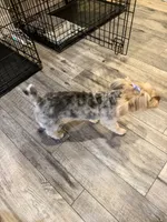 BlackBerry Merle with blue eyes, a female Yorkshire Terrier for sale in Tonganoxie, KS – 3 of 10