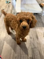 RED Toy Poodle Rose, a female Poodle - Toy  for sale in Tonganoxie, KS – 10 of 10