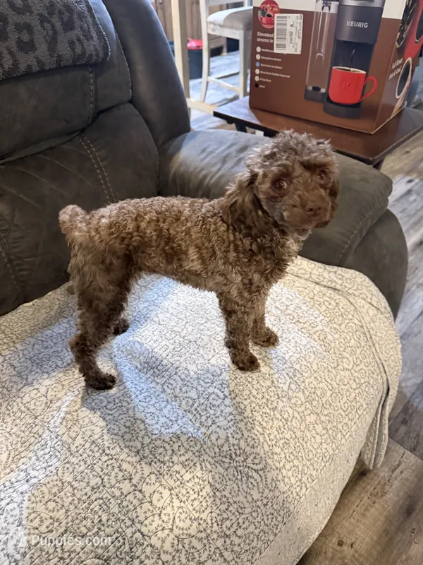 Chocolate Merle Luna – Poodle - Toy  puppy for sale in Tonganoxie, KS
