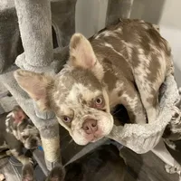 Fluffy AKC Isabella, a female French Bulldog for sale in Tonganoxie, KS – Photo 6 of 10