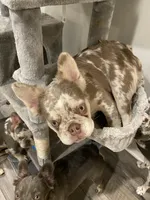 Fluffy AKC Isabella, a female French Bulldog for sale in Tonganoxie, KS – Photo 6 of 10