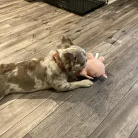 Fluffy AKC Isabella, a female French Bulldog for sale in Tonganoxie, KS – Photo 8 of 10