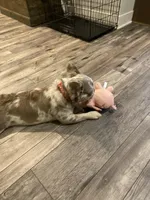 Fluffy AKC Isabella, a female French Bulldog for sale in Tonganoxie, KS – Photo 8 of 10