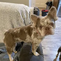 Fluffy AKC Isabella, a female French Bulldog for sale in Tonganoxie, KS – Photo 1 of 10