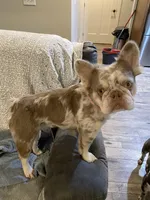 Fluffy AKC Isabella, a female French Bulldog for sale in Tonganoxie, KS – Photo 1 of 10