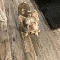 Fluffy AKC Isabella, a female French Bulldog for sale in Tonganoxie, KS – Photo 10 of 10