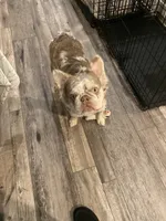 Fluffy AKC Isabella, a female French Bulldog for sale in Tonganoxie, KS – Photo 10 of 10