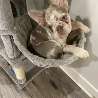 Fluffy AKC Isabella, a female French Bulldog for sale in Tonganoxie, KS – Photo 7 of 10