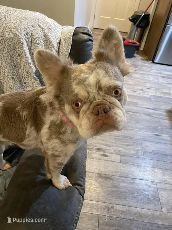 Fluffy AKC Isabella Merle – French Bulldog puppy for sale in Tonganoxie, KS