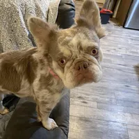 Fluffy AKC Isabella, a female French Bulldog for sale in Tonganoxie, KS – Photo 2 of 10