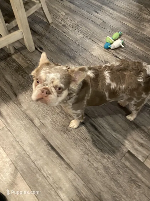 Fluffy AKC Isabella Merle – French Bulldog puppy for sale in Tonganoxie, KS