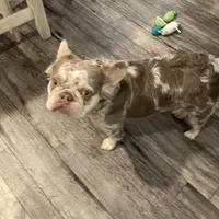 Fluffy AKC Isabella, a female French Bulldog for sale in Tonganoxie, KS – Photo 4 of 10