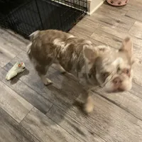 Fluffy AKC Isabella, a female French Bulldog for sale in Tonganoxie, KS – Photo 9 of 10