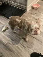 Fluffy AKC Isabella, a female French Bulldog for sale in Tonganoxie, KS – Photo 9 of 10