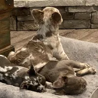 Fluffy AKC Isabella, a female French Bulldog for sale in Tonganoxie, KS – Photo 5 of 10