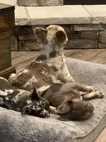 Fluffy AKC Isabella, a female French Bulldog for sale in Tonganoxie, KS – Photo 5 of 10