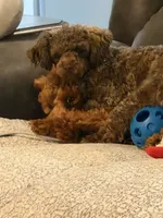 RED Toy Poodle Rose, a female Poodle - Toy  for sale in Tonganoxie, KS – 6 of 10