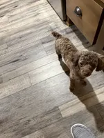 Chocolate Merle Luna, a female Poodle - Toy  for sale in Tonganoxie, KS – 7 of 10