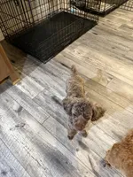 Chocolate Merle Luna, a female Poodle - Toy  for sale in Tonganoxie, KS – 10 of 10