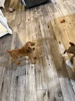 RED Toy Poodle Rose, a female Poodle - Toy  for sale in Tonganoxie, KS – 3 of 10